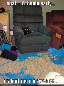 knittin kitten